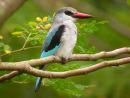 Woodland Kingfisher 